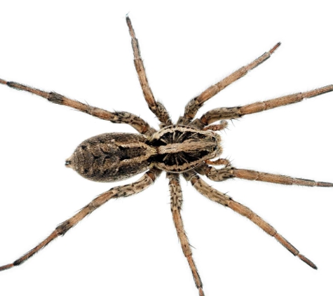 BP Homecare Pest Control - North Perth, WA. Spiders