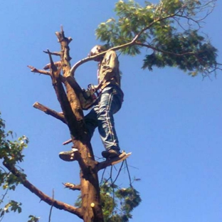 Birmingham's Best Tree Service - Birmingham, AL