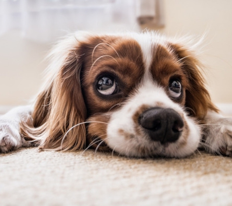 Stain Busters. PET SAFE CARPET CLEANERS NEAR CARMICHAEL CA - ...because sad-eyed puppy dogs pee and poop on freshly cleaned carpeting & upholstery.