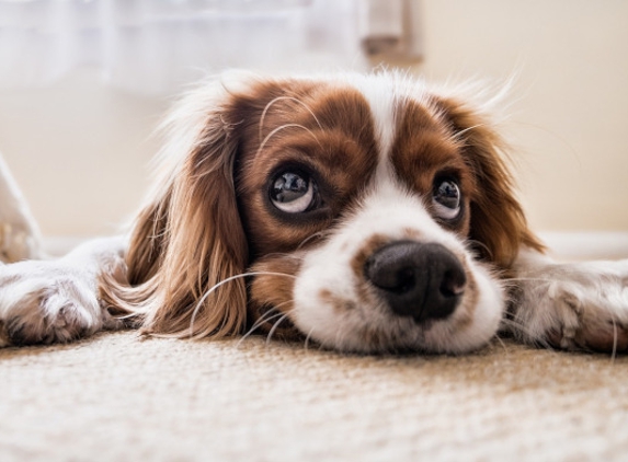 Steam Action Carpet, Tile & Upholstery Cleaning - Sacramento, CA. PET SAFE CARPET CLEANERS NEAR CARMICHAEL CA - ...because sad-eyed puppy dogs pee and poop on freshly cleaned carpeting & upholstery.