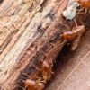 Wine Country Termite & Pest Control gallery