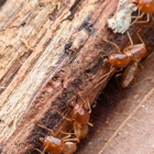 Wine Country Termite & Pest Control