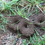 MD Termite & Pest Control