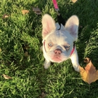 Frisky Fluffy Frenchies