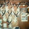 Lyle's Taxidermy gallery