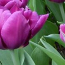 Leggett Patterson Funeral Home - Cemeteries