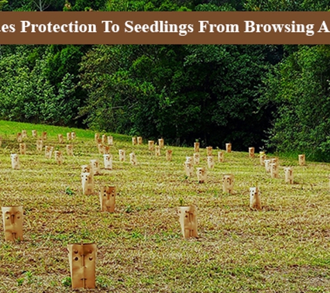 Gropod Tree Guard - South Gundurimba, NSW. Provides Protection To Seedlings From Browsing Animals
