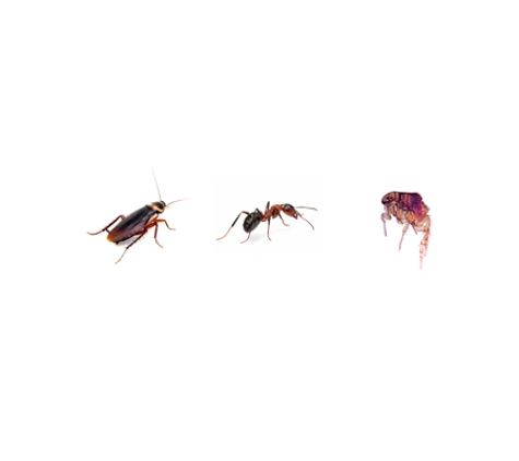 All Year Pest Solutions