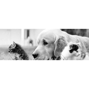 The Vet Group - Warrnambool, VIC