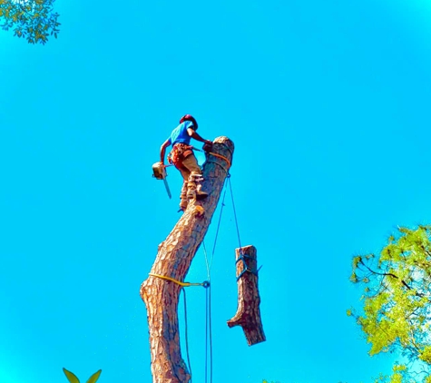 Against The Grain Tree Care - Palm Coast, FL