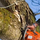 Woodland Tree Service - Tree Service