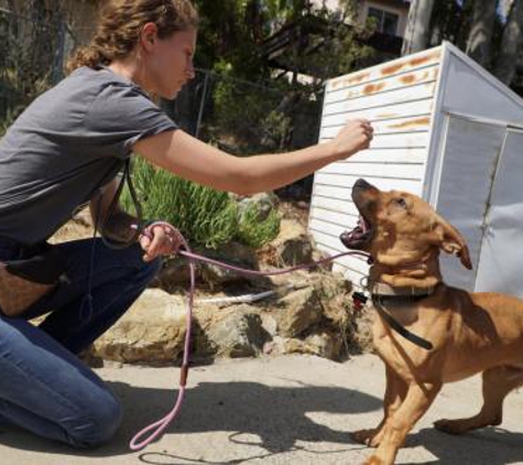 Bolt Dog Training