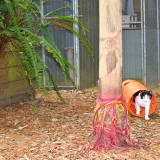 Treetops Boarding Cattery - Moorooduc, VIC