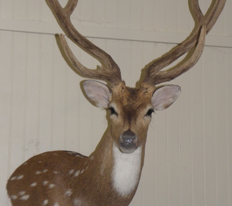 Sportmaster Taxidermy - Chatsworth, GA