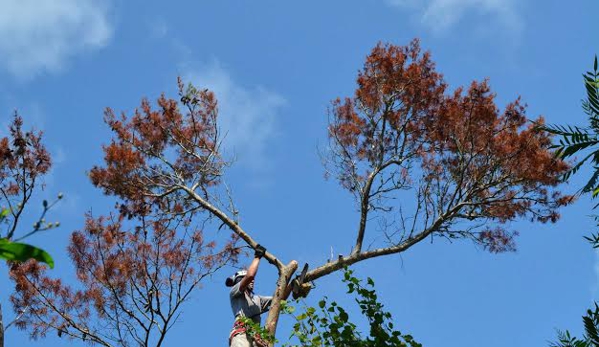 Schnelloggers Tree Service