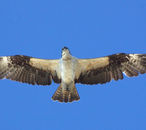 Naturalist Journeys - San Simon, AZ