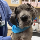 Geist Pet Wellness Clinic