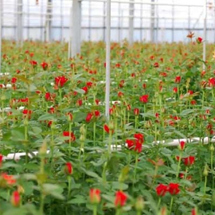 Floraco Pty Ltd - East Perth, WA