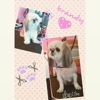 Happy Dog Grooming gallery