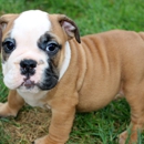 Bruiser Bulldogs - Pet Boarding & Kennels