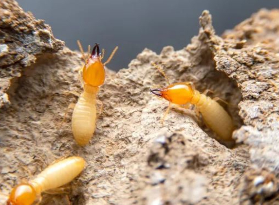 South Gippsland Pest Control