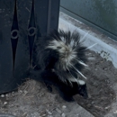 Animal Country Wildlife Removal - Pest Control Services