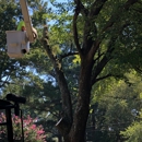 Brandon's Tree Service - Arborists