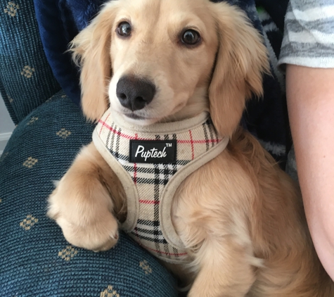 Longdox Mini Dachshunds - Salem, OR. Murphy Zetterwall