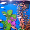 Aquatics Unlimited gallery