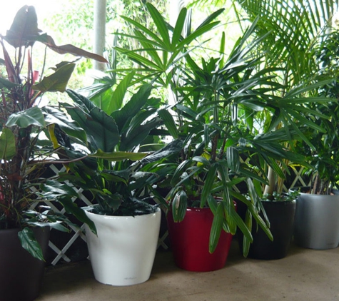 Quality Indoor Plants Hire - Girraween, NT. We specialise in the supply and maintenance of quality indoor plants in modern decorative containers.
