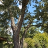 Victory One Tree Service & Stump Grinding gallery