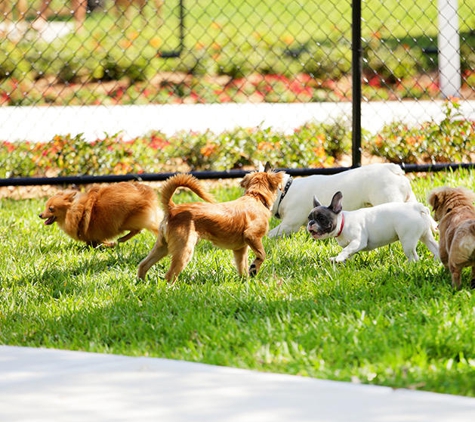 Dog Trainers Workshop - Fountain Inn, SC