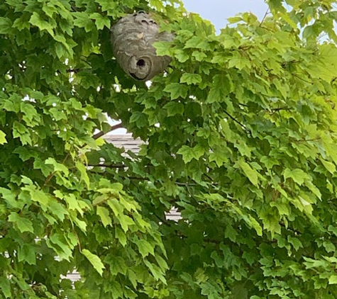 The Bug Man and Queen Bee - Milwaukee, WI. Baldfaced Hornets nest!