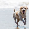 Fitdog gallery