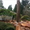 Tony's Professional Tree Service gallery