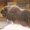 Wild Country Taxidermy gallery