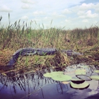 Loxahatchee National Wildlife