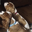 Carolina Forest Animal Clinic - Veterinary Specialty Services