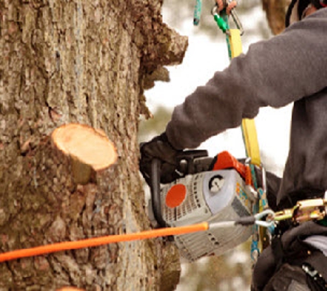 Diven Tree Services - Crestview, FL