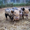 Halbert Farm KuneKune Pigs gallery