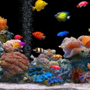 FIREHOUSE AQUARIUMS - Public Aquariums