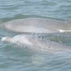 Indian River Lagoon Boat Tours gallery