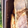 Trutech Wildlife Service gallery