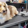 The Holistic Paw Dog Grooming and Med-Spa gallery