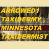 Arrowed 1 Taxidermy gallery
