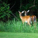 Disney's Oak Trail - Golf Courses