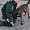 Elite Florida Canine College gallery