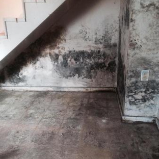 Natural Mold Solution - Brentwood, TN