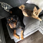 Noble Dog Training