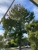 Elevated Arbor Care - Tree & Stump Removal Services